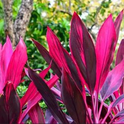 Hawaiian Ti Cordyline Plant Red Sister