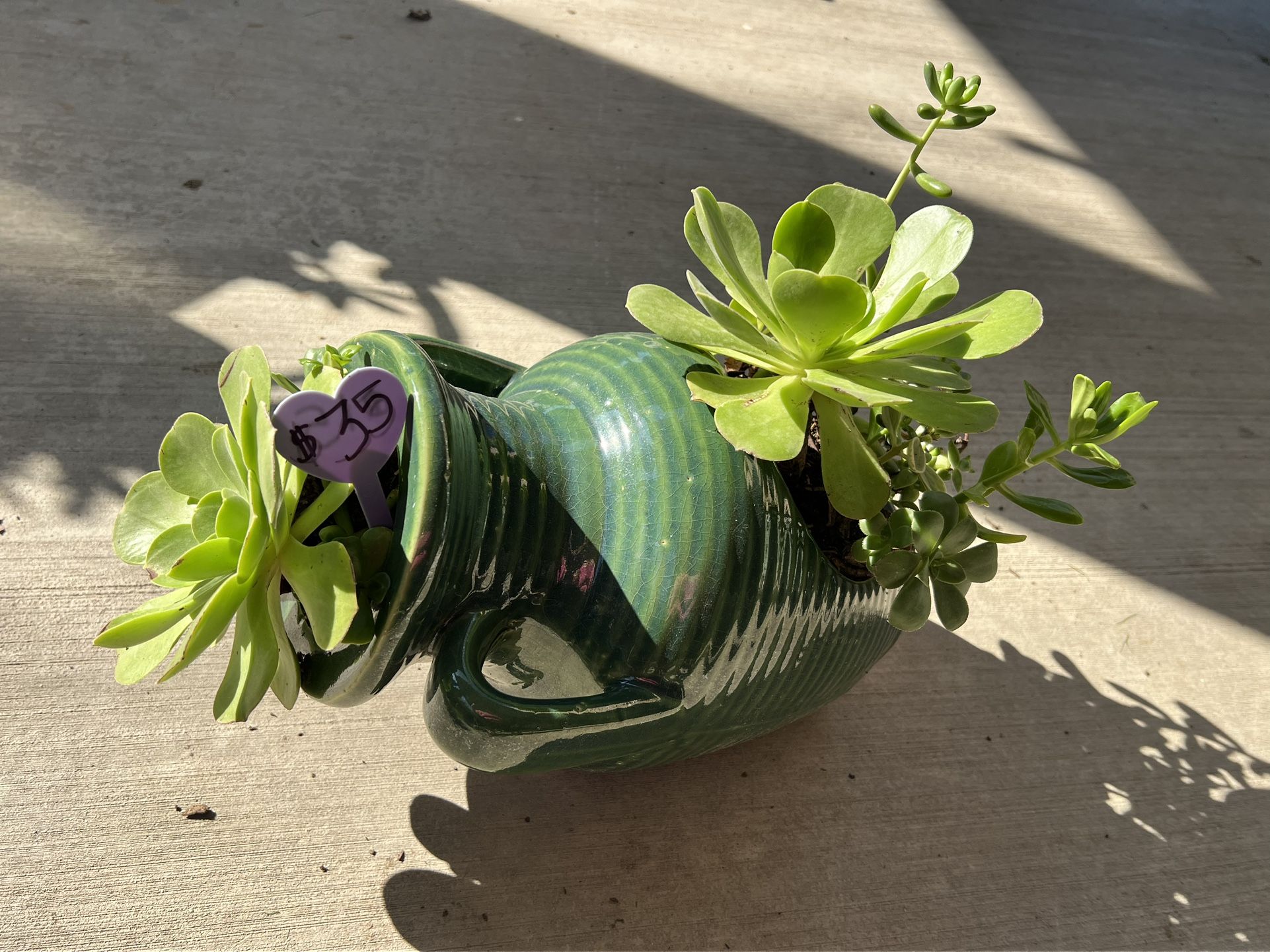 Beautiful Succulent Planter