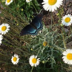 Shasta Daisy Plants And More