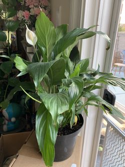 White peace lilies lily Spathiphyllum houseplant plant indoor