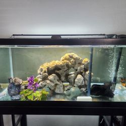 fish tank 