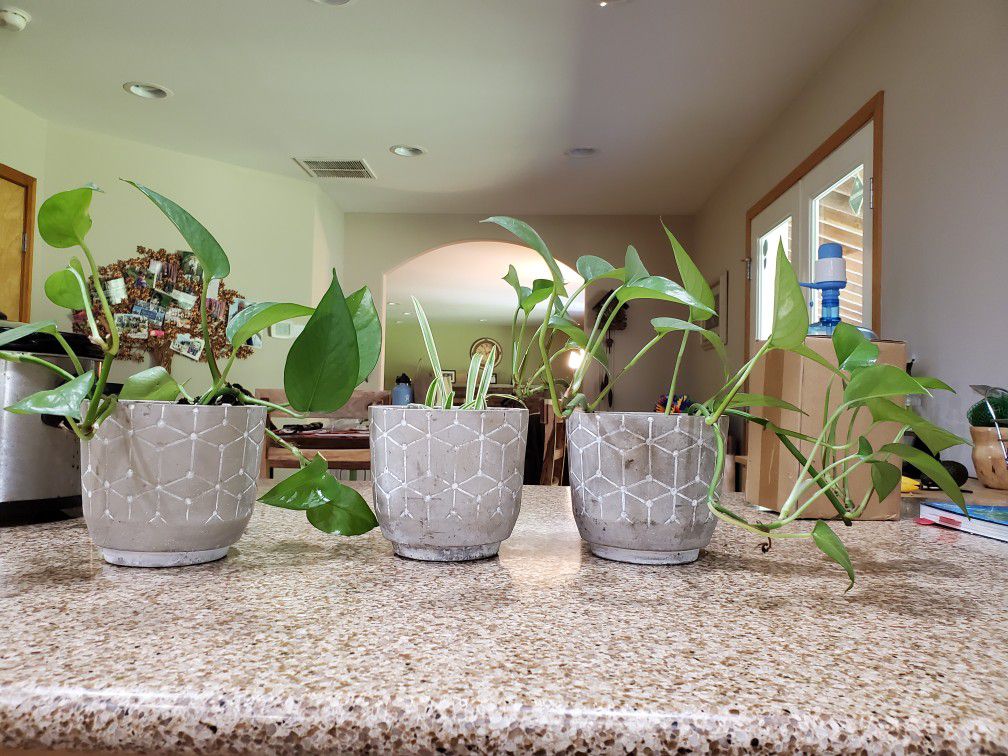 Assortment Of Nice plants in ceramic pots