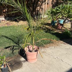 Queen Palm Tree