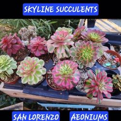 PLANT AND SUCCULENT SALE TODAY SATURDAY IN SAN LORENZO 1PM TO 4PM