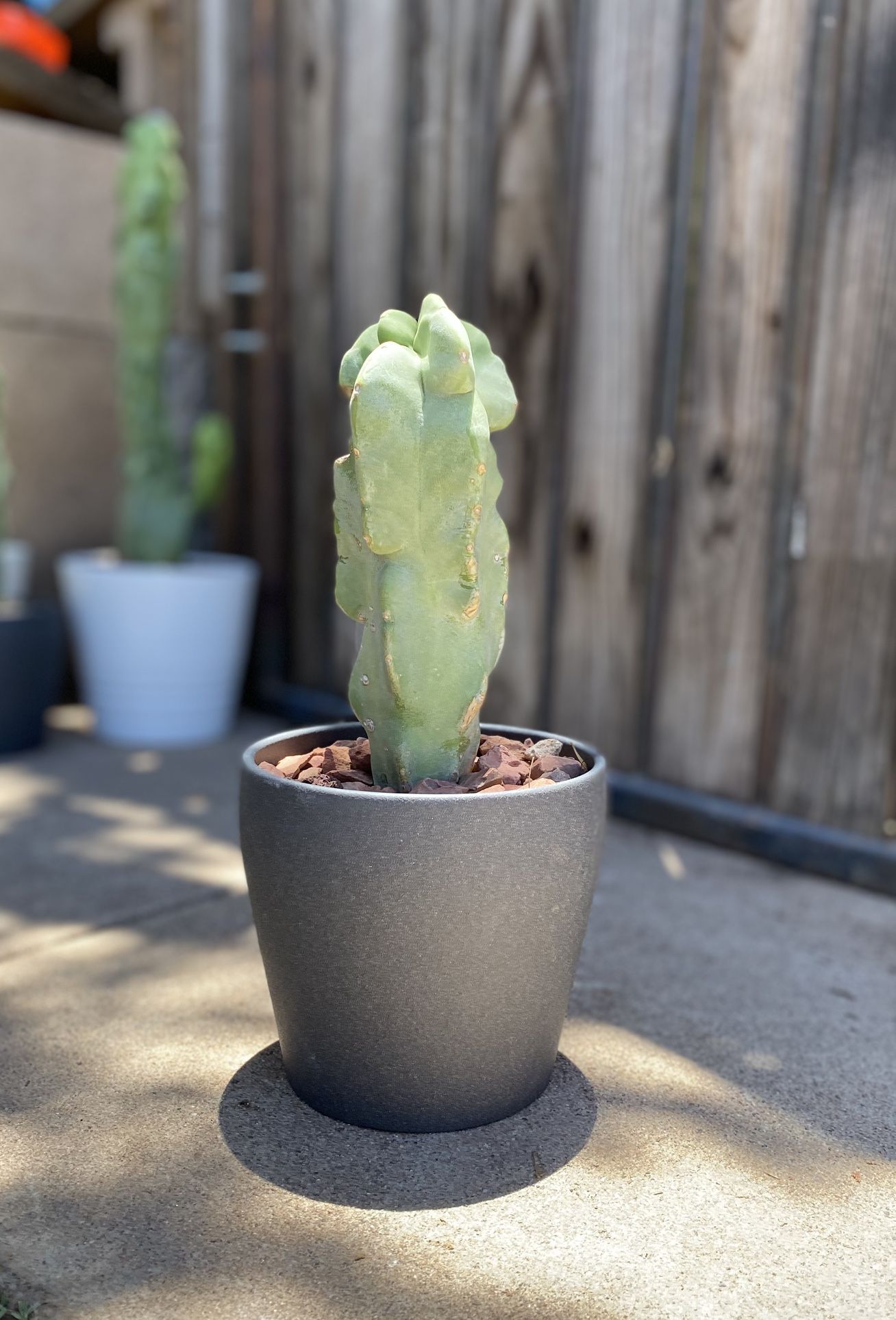 Small Totem Pole Plant