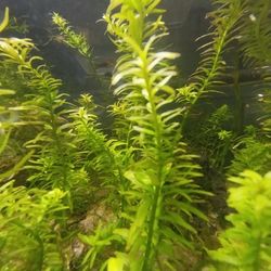 Rotala