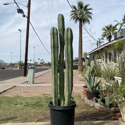Mexican Fence Cactus Plant
