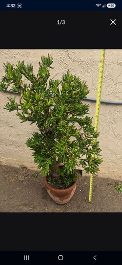 Jade plant