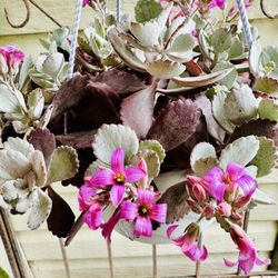 RARE KALANCHOE PUMILA SUCCULENT HANGING PLANT - In Bloom