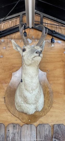 Deer Head