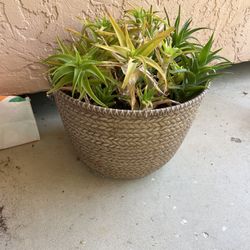XXL Succulent Planter 