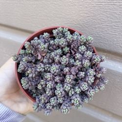4” purple sedum