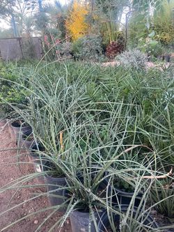 Red yucca