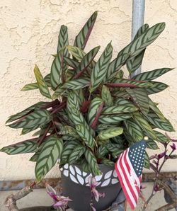 Never-Never Plant (Ctenanthe setosa) evergreen tropical plant