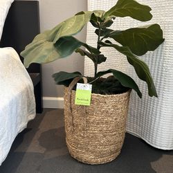 Artificial Fig Plant