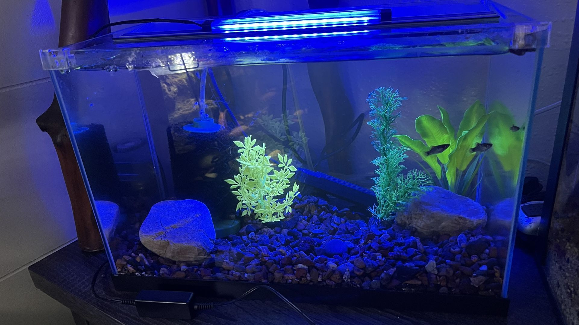 Fish Tank