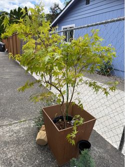 Japanese Maples