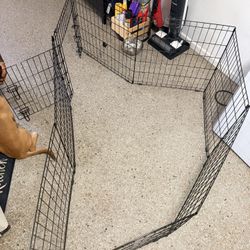 Play Pin Dog 
