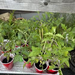 Tomato Plants 
