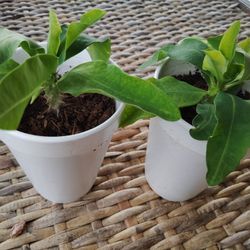 Corona De Cristo Son Podas $2 Cada Una 