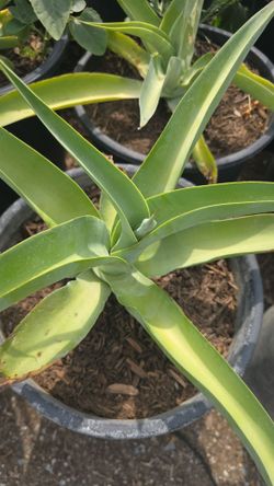 Octopus agave
