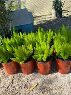Plantas de Fox Tail or Cola de Zorra