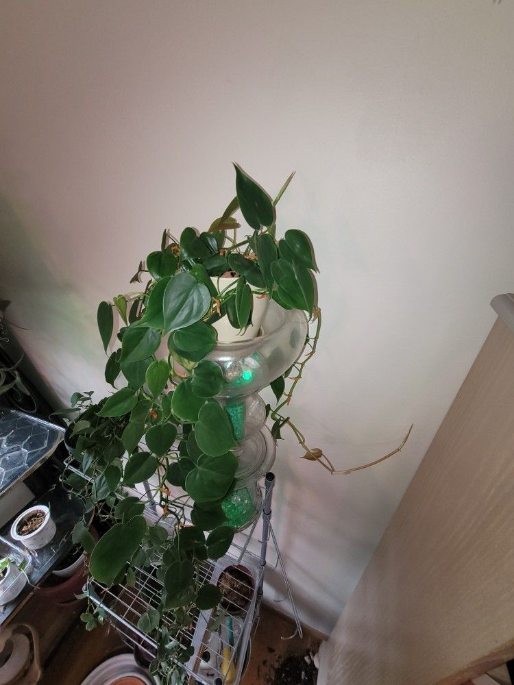 Pothos