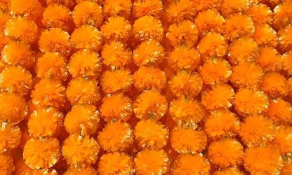 Cempasúchil... marigolds