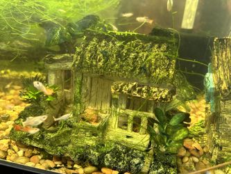 Guppy Grass