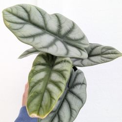 Alocasia Baginda Silver Dragon Plant 4" Pot - Indoor House Plants 