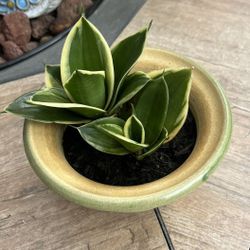 Golden Edge Snack Plant 🪴 