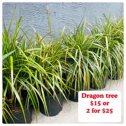 Plants (2 gallons pot🌿Dragon tree $15 each or 2 for $25)
