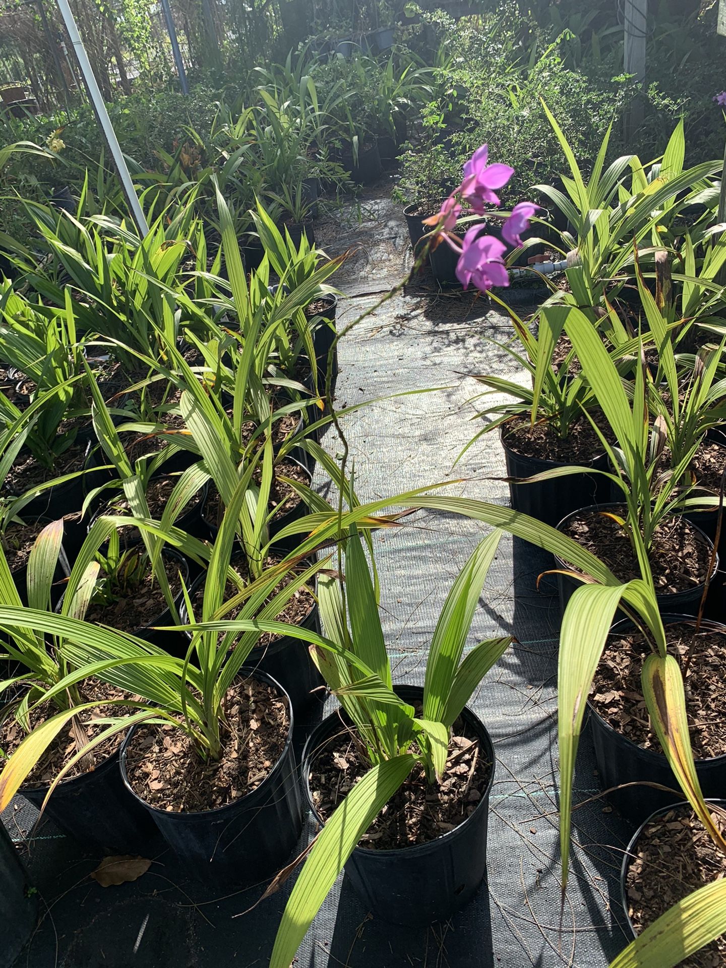 Purple Chinese Ground Orchids (3g)