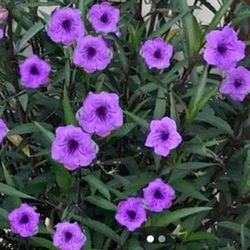 Mexican Petunia Plants