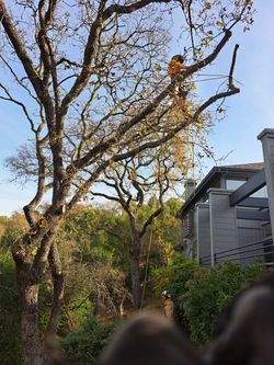 Tree Work And Landscaping
