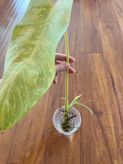 philodendron green leaf The Snobby Leaf | Philodendron 'Congo Green' - 6 inch Pot