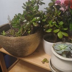 Pots