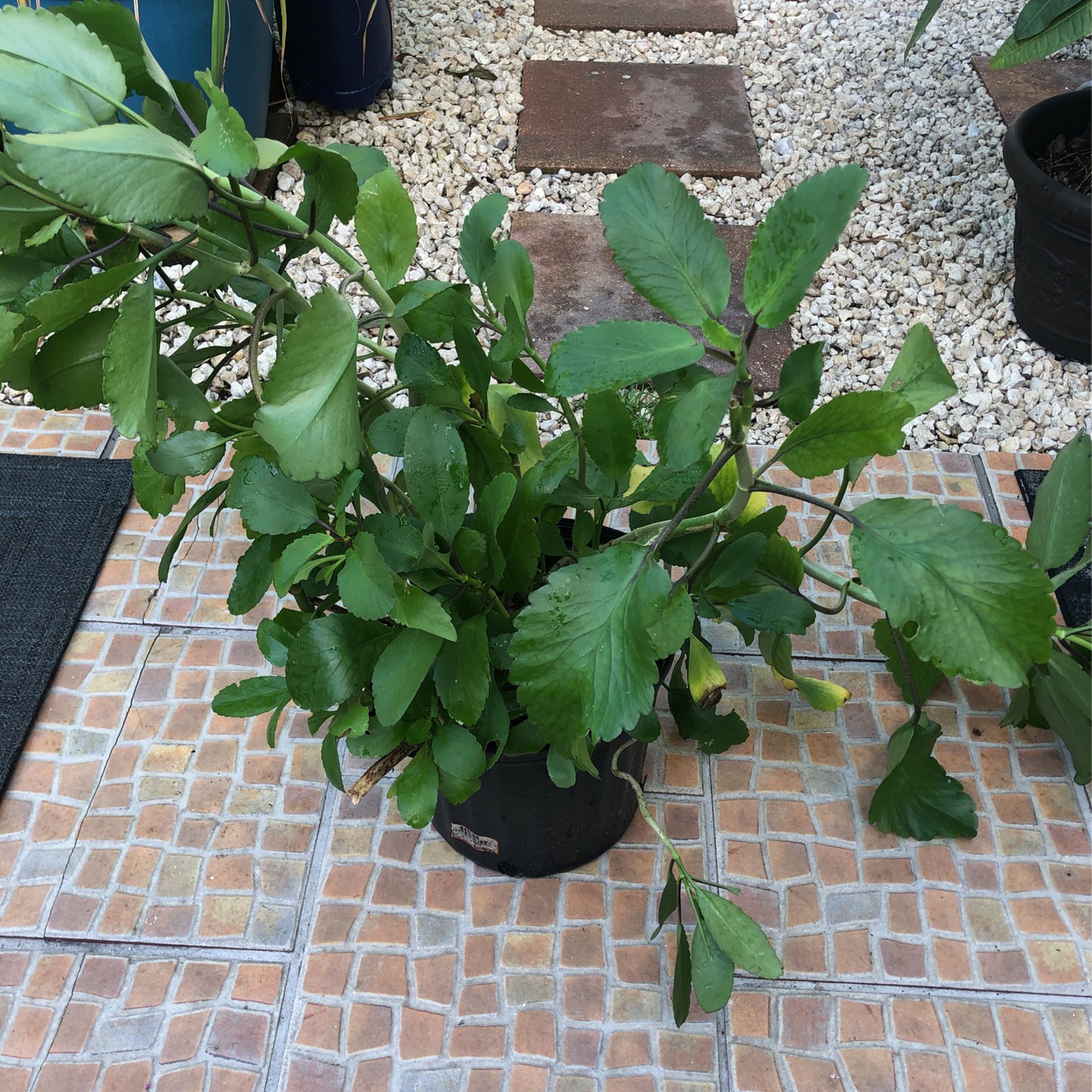 Plant Indoor/outdoor 