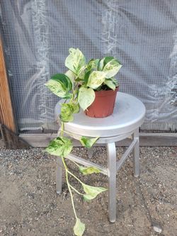 Marble Queen Pothos 6" Nursery Pot