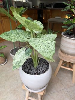 Alocasia Blizzard Houseplant