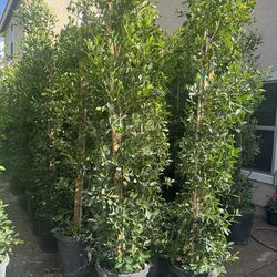 Ficus tree columnas