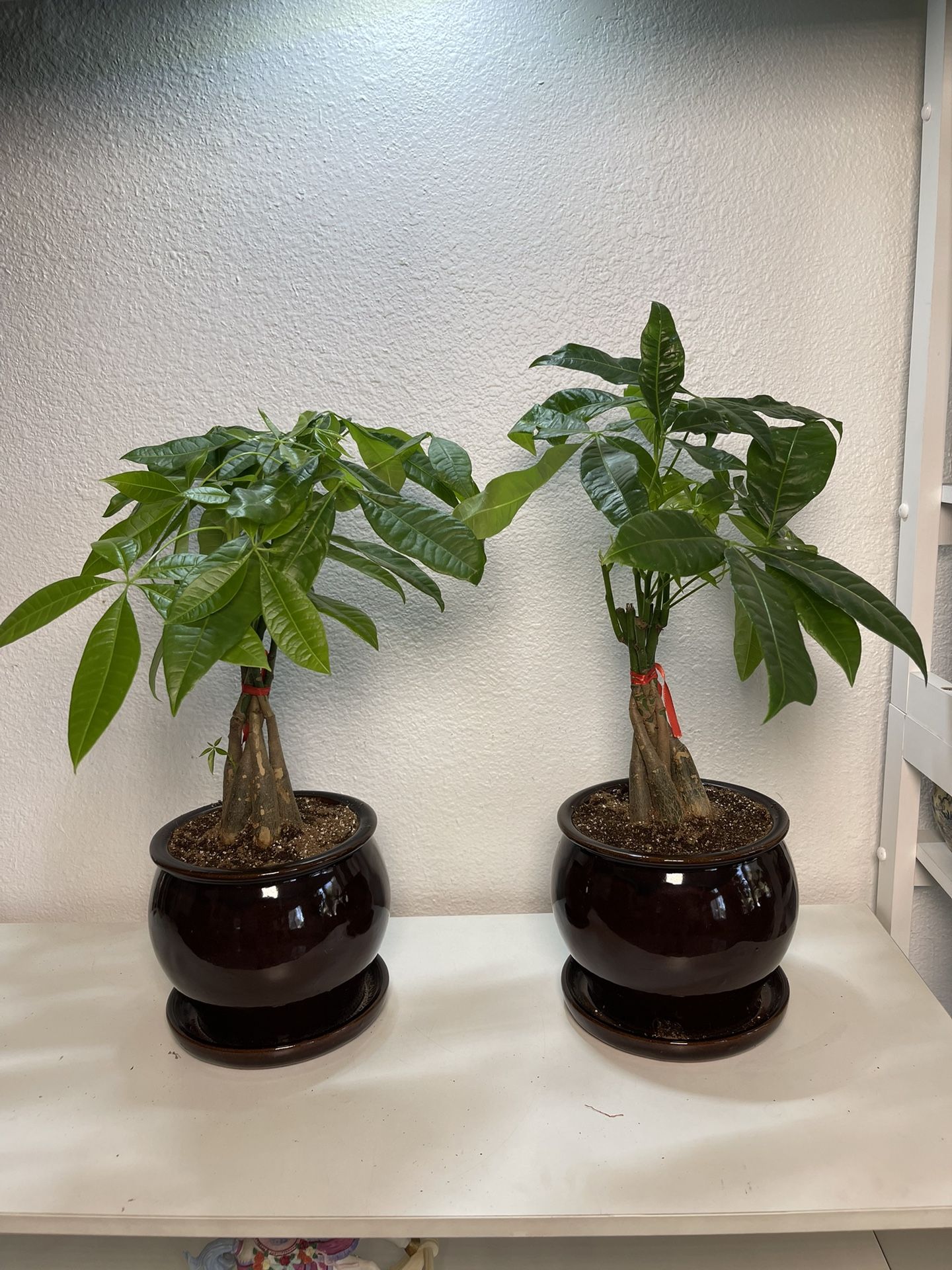 Money Tree In Ceramic Pot ($15 each)