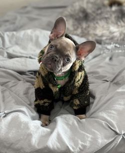 New BAPE Dog Sweater