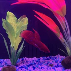 5 Gallons Fish Tank With Artifacts 