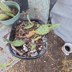 Opuntia De Flor Amarilla