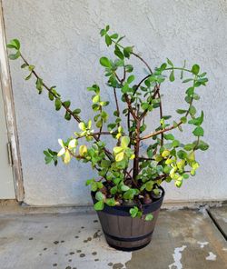 Established Succulent.  Sold as seen 35" tall