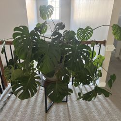 Large Monstera Plant