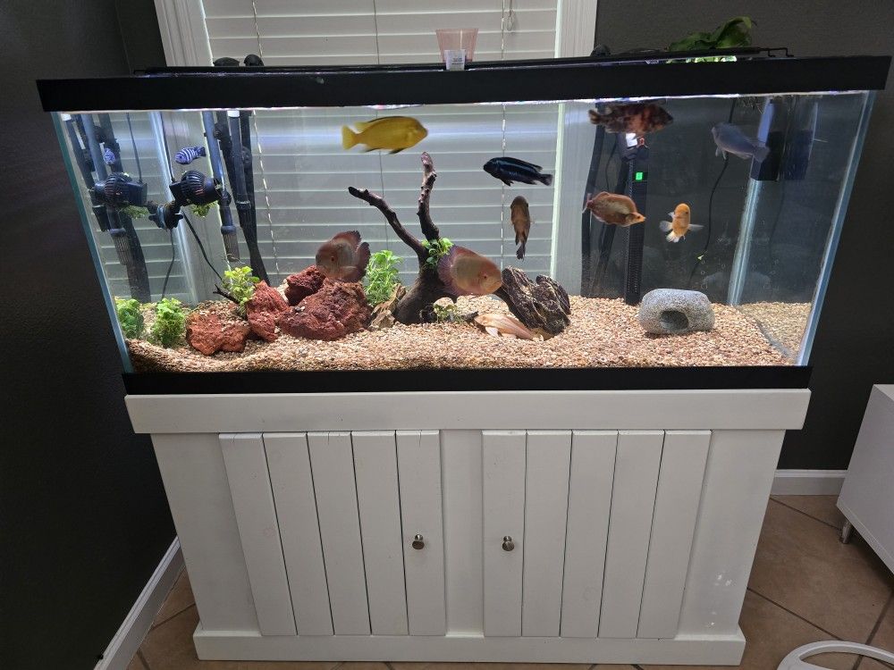Fish Tank For Free