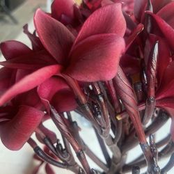 PLUMERIA CUTS-****RARE COLOR****DARK Red