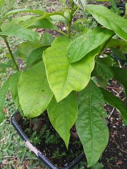 Avocado Tree, Purple Passion Vine, Tilo And Dill